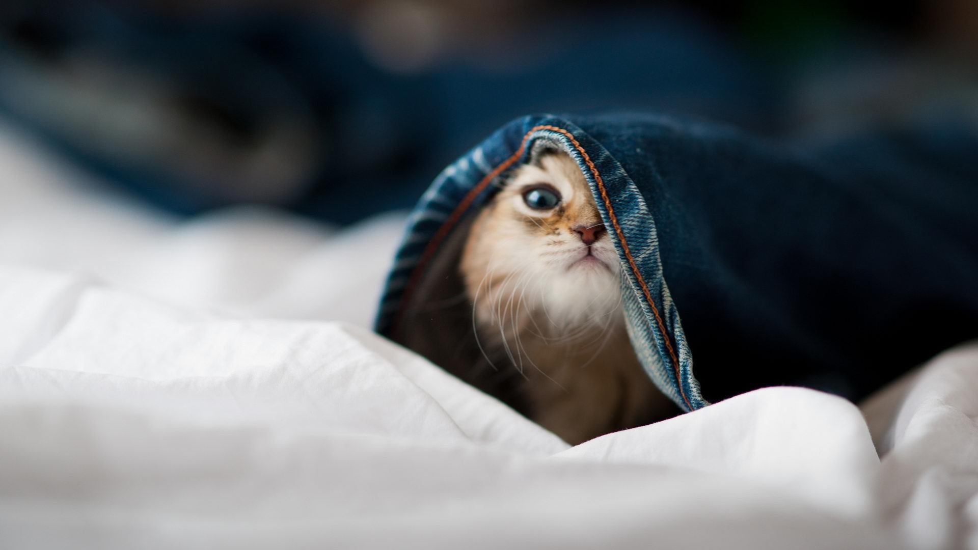 南美桑巴遭遇北非铁壁,战术解构蒂亚戈如何以一己之力改写世界排名争夺战格局